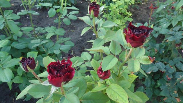 DSC04336.JPG