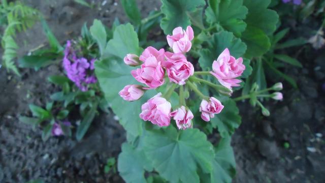 DSC04343.JPG