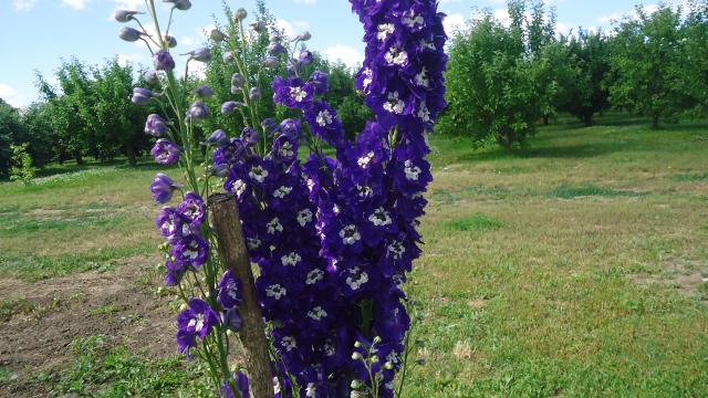 DSC04328.JPG