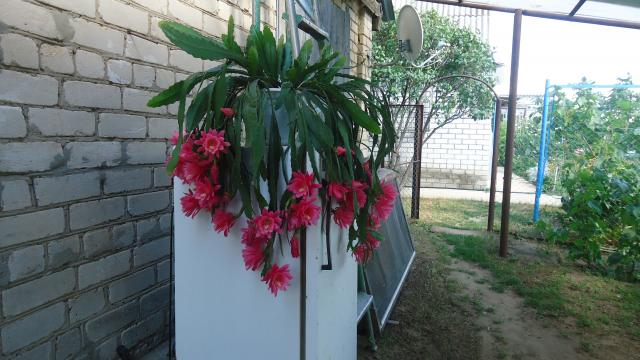 DSC04285.JPG