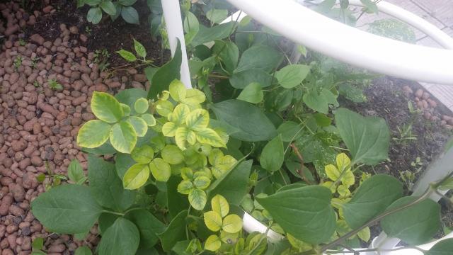 20150626_174230.jpg