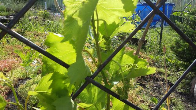 20160619_170837.jpg