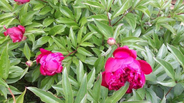 20160613_082448.jpg