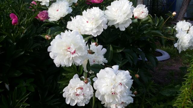 20160615_170402.jpg