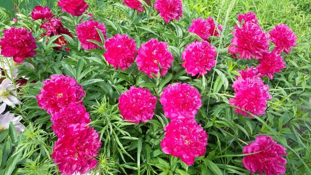 20160619_170428.jpg