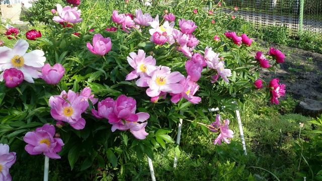20160615_165913.jpg
