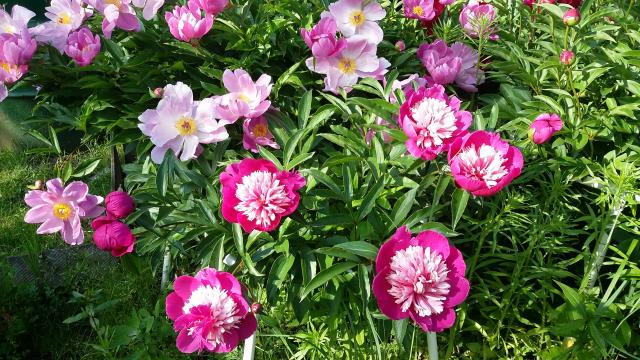 20160615_170116.jpg