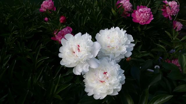20160615_170230.jpg