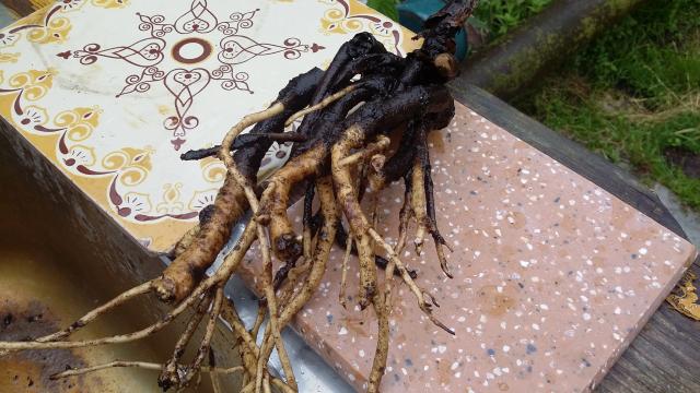 20160611_104840.jpg