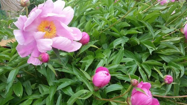 20160613_082414.jpg