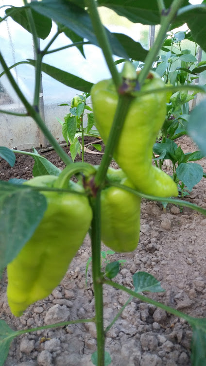 20180617_184846.jpg