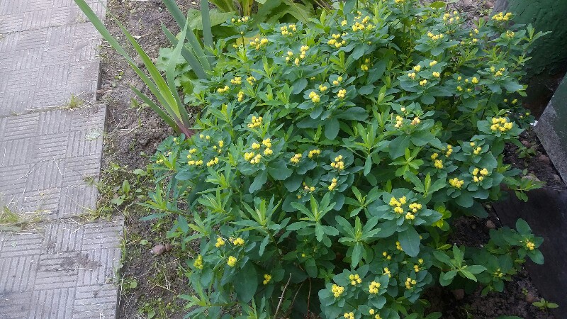20190611_162146-800x450.jpg
