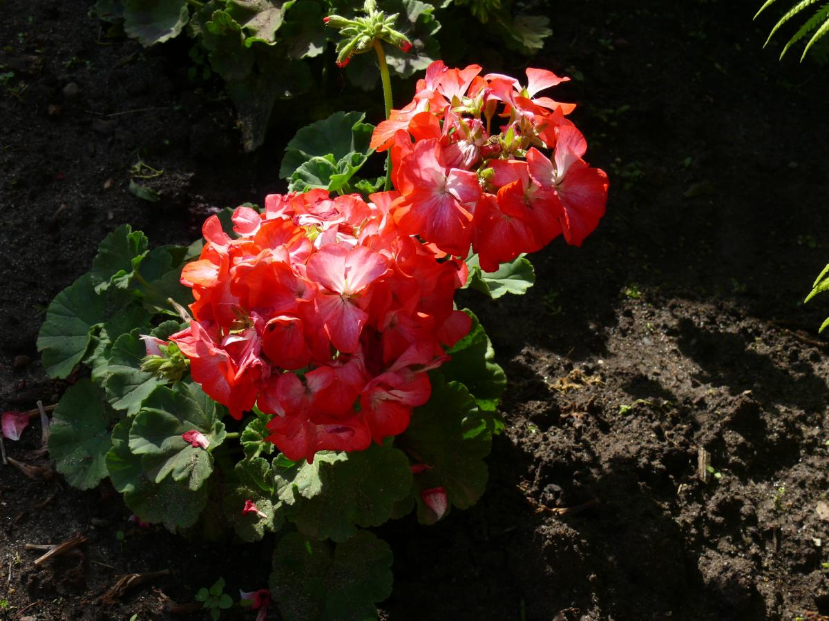 P1220069.JPG