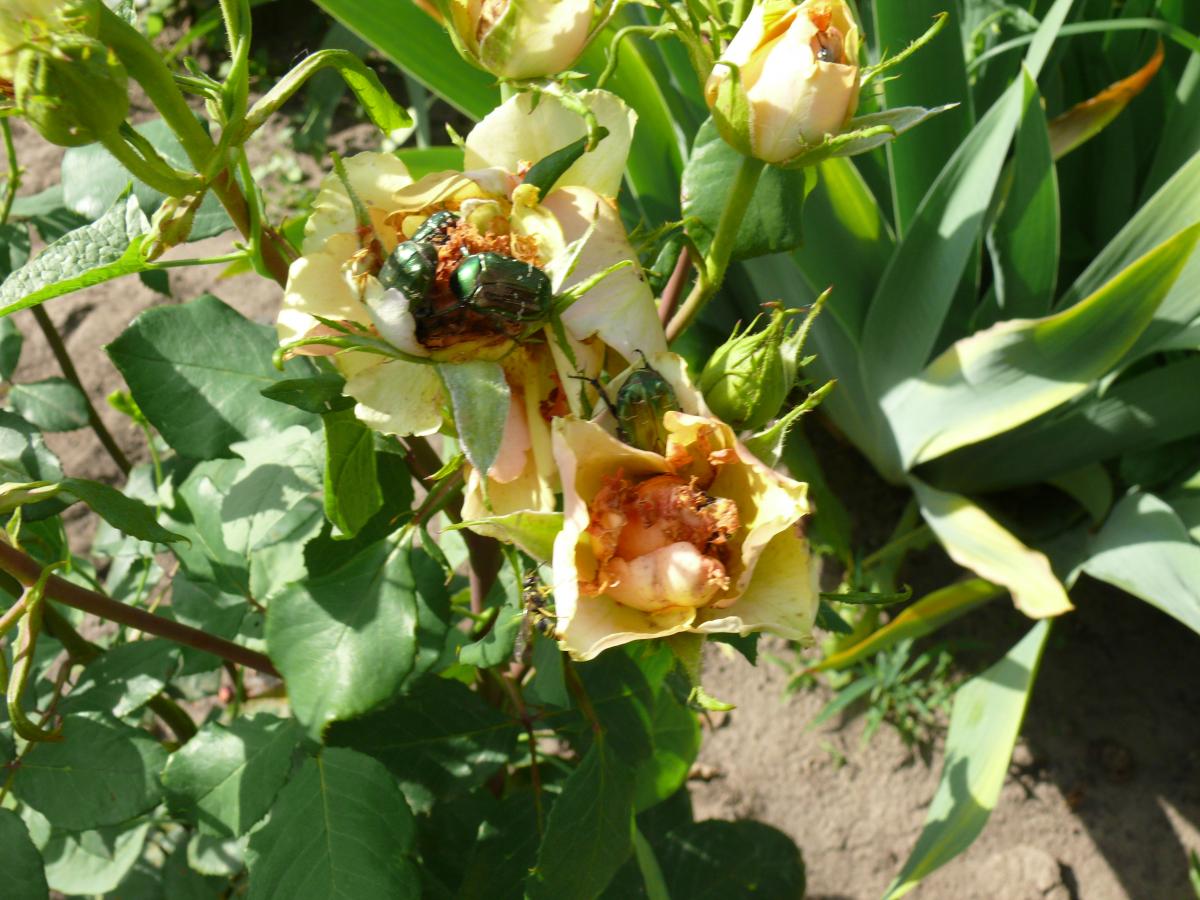 P1220140.JPG