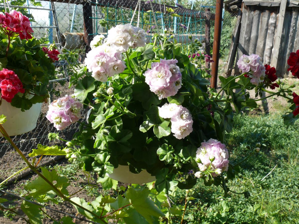P1220151.JPG