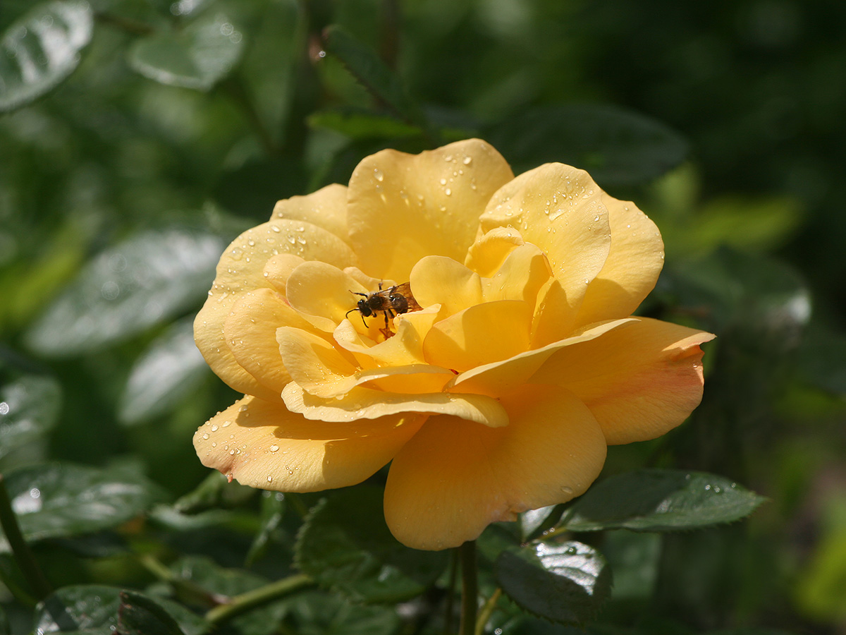 IMG_9506_sm_Red_Gold.jpg