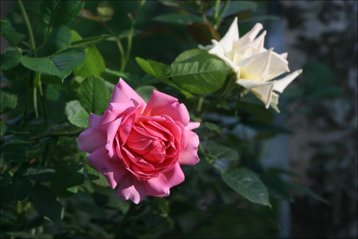 IMG_9757_Рина_Херхолдт_№1_sm.jpg