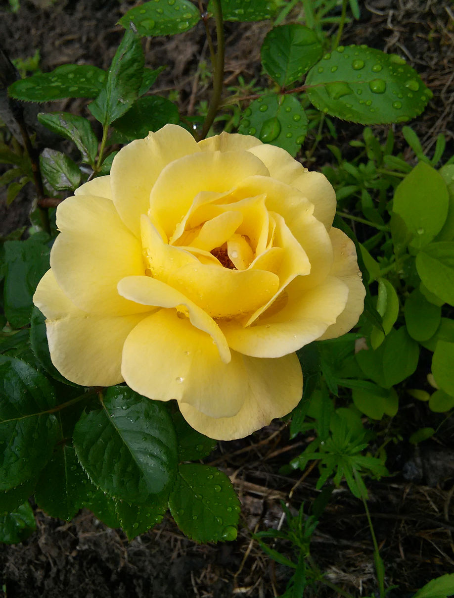 IMG_20200611_000139.jpg