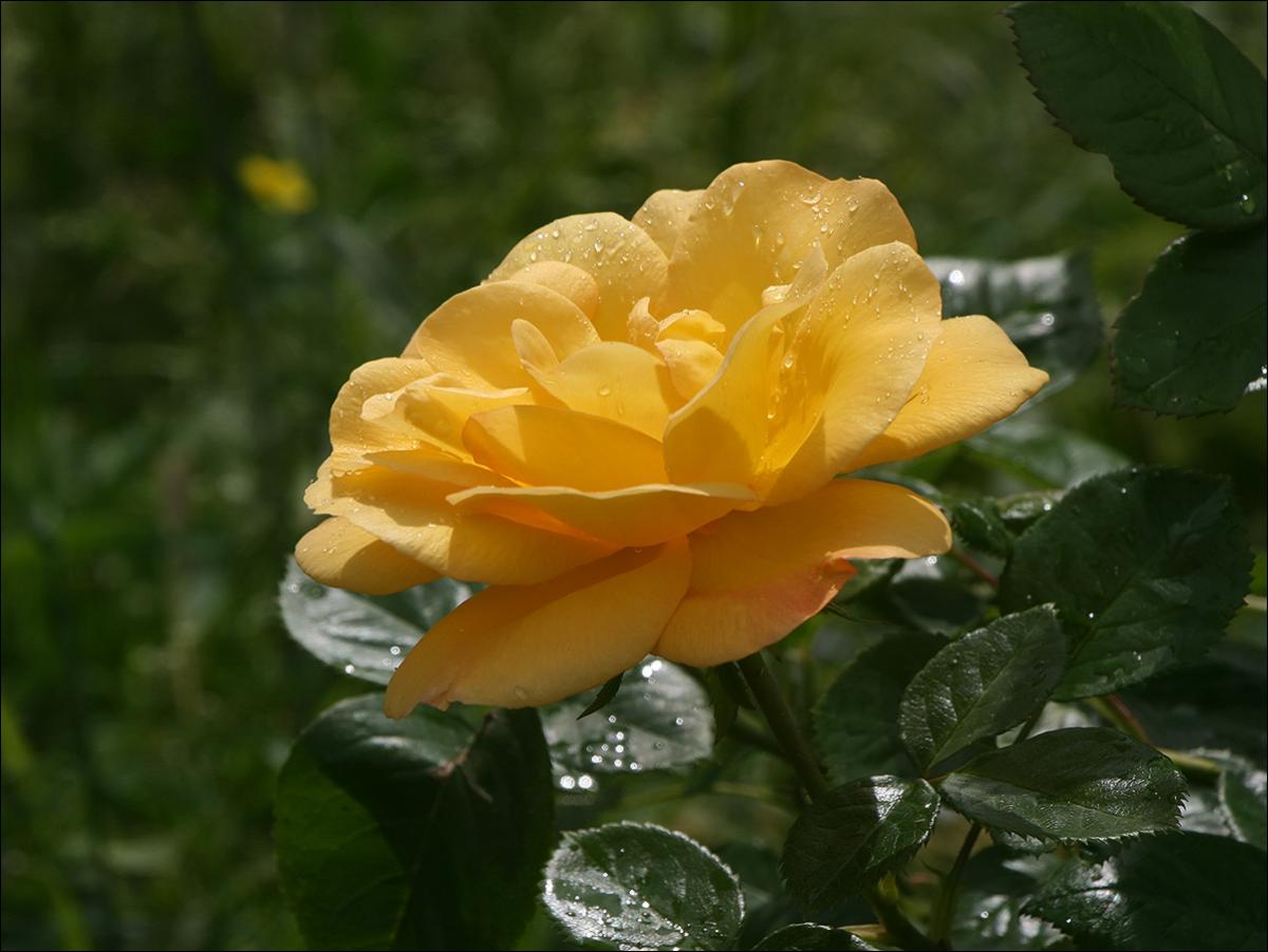 IMG_9515_sm_Red_Gold-2цв.jpg