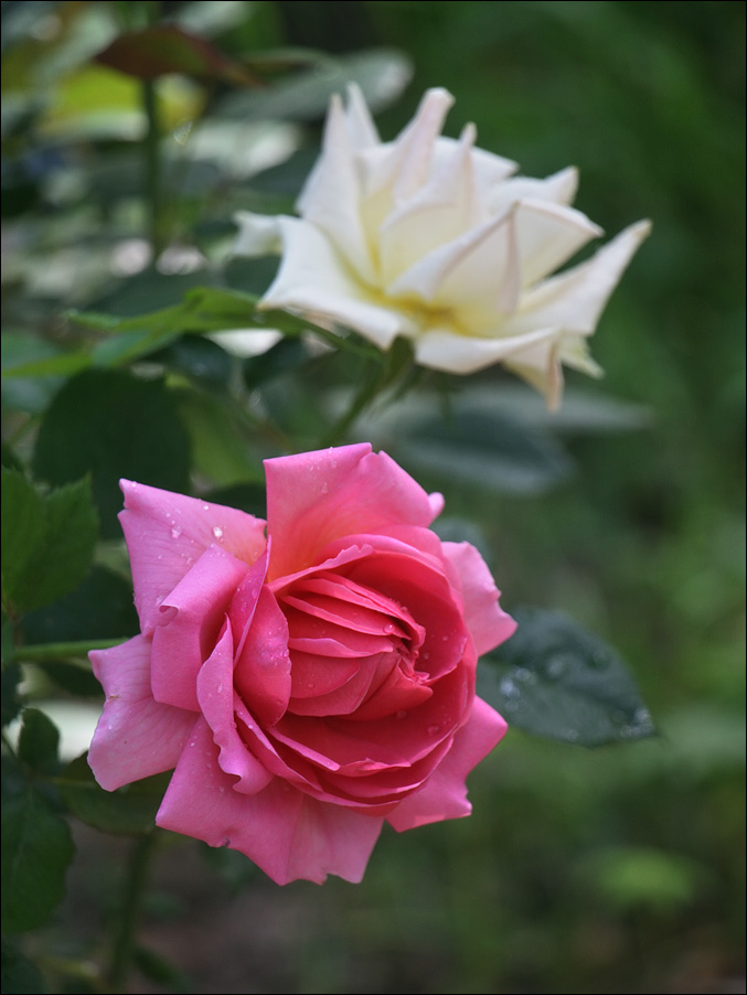 IMG_9730_sm_Рина_Херхолдт_№1.jpg