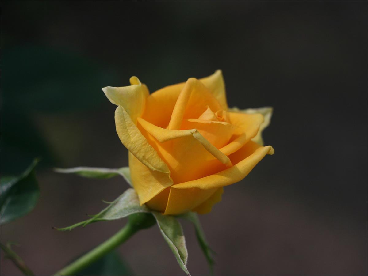 IMG_9243_sm_Керио.jpg