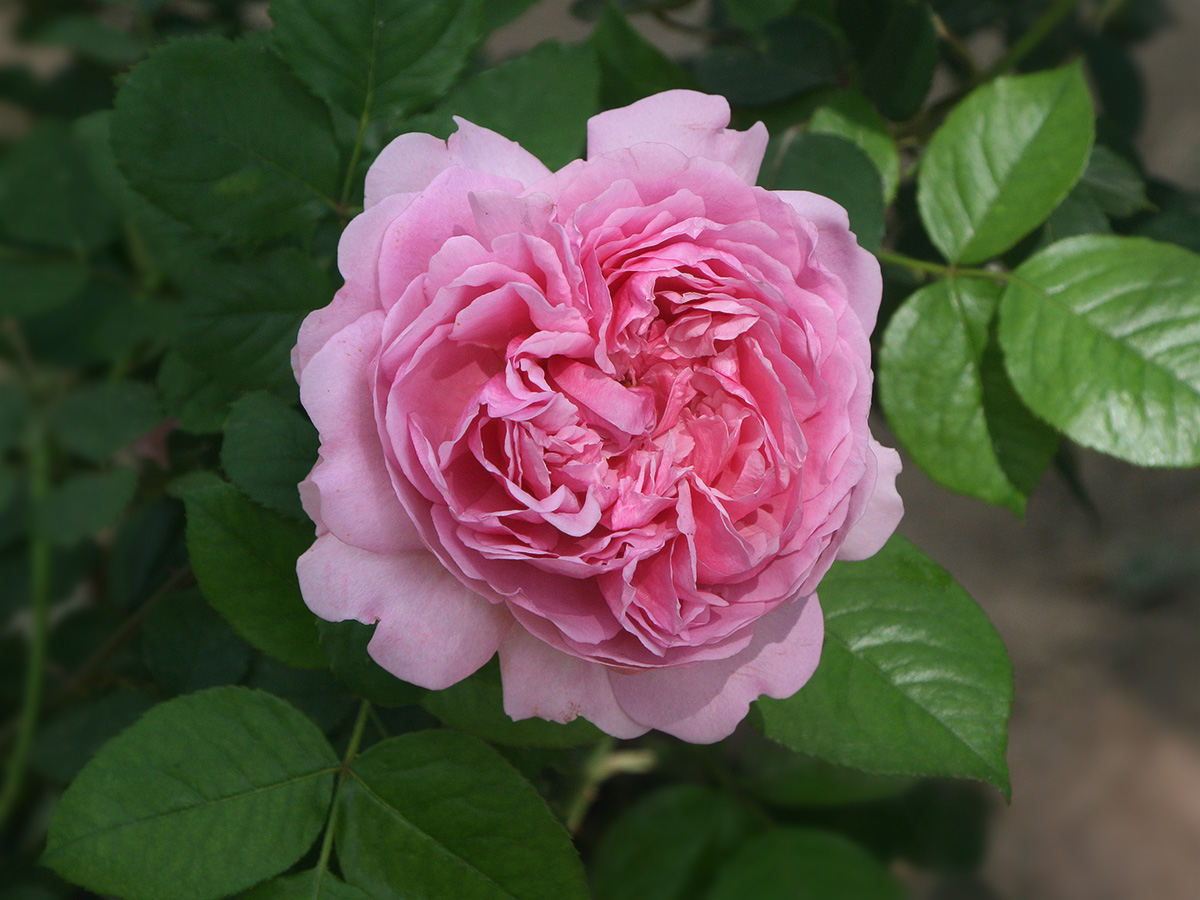 IMG_9889_Рина_Херхолдт_№1_sm.jpg