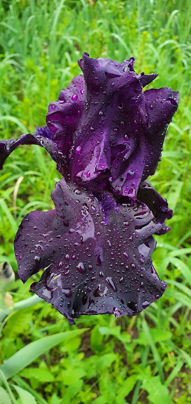 20200615_204905черный.jpg