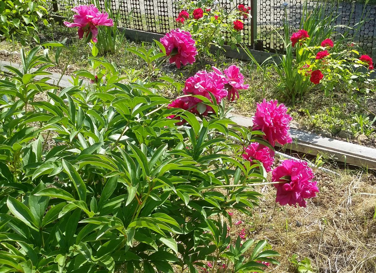 2021-06-22 13.11.17.jpg