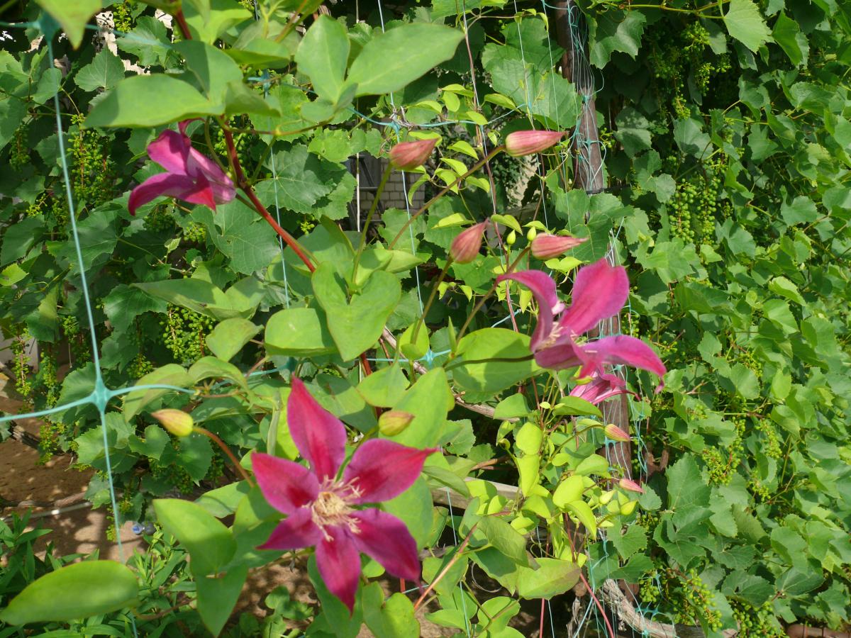 P1240035.JPG