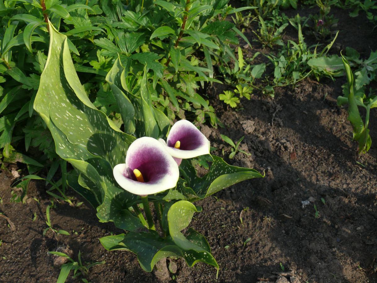 P1240056.JPG