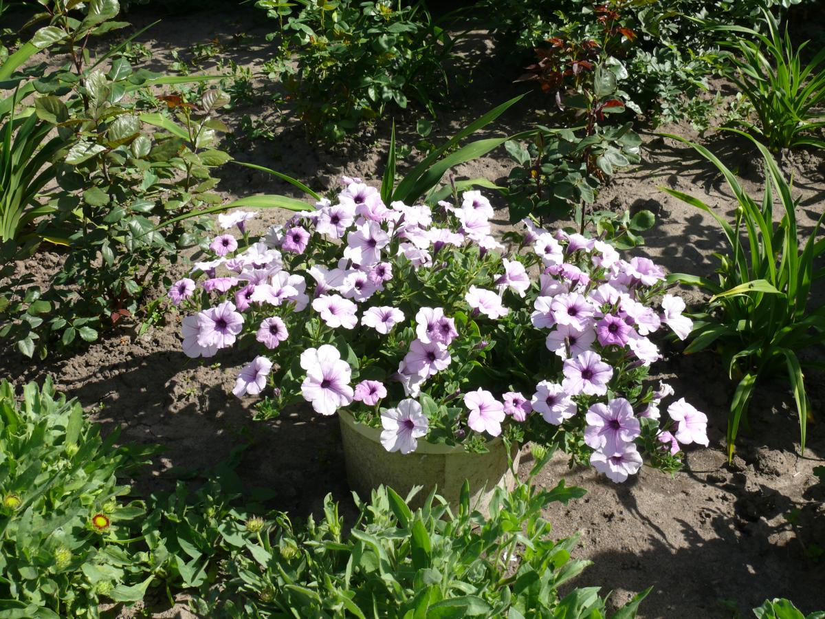 P1250684.JPG