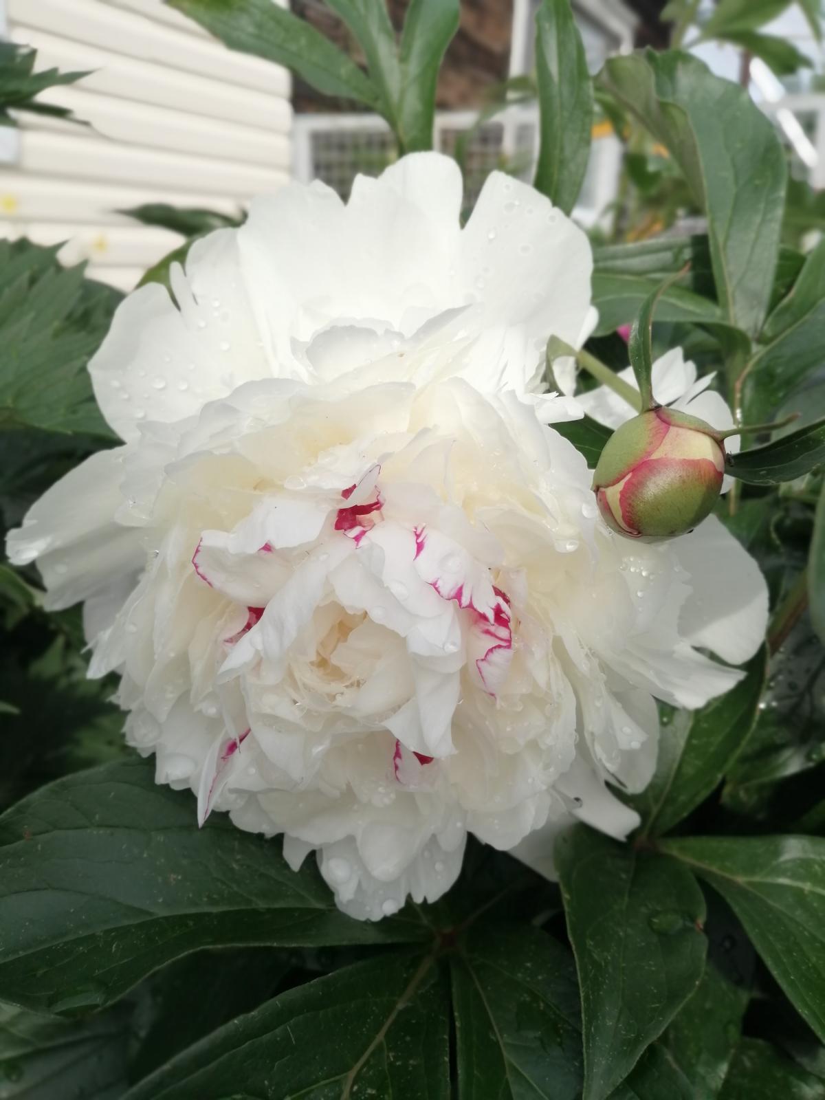 IMG_20220622_183057.jpg