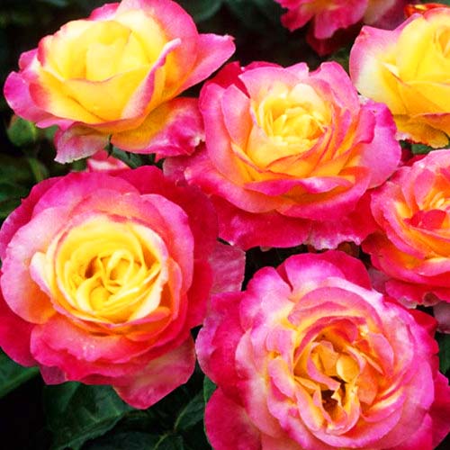 roza-floribunda-sheylas-parfyum.jpg