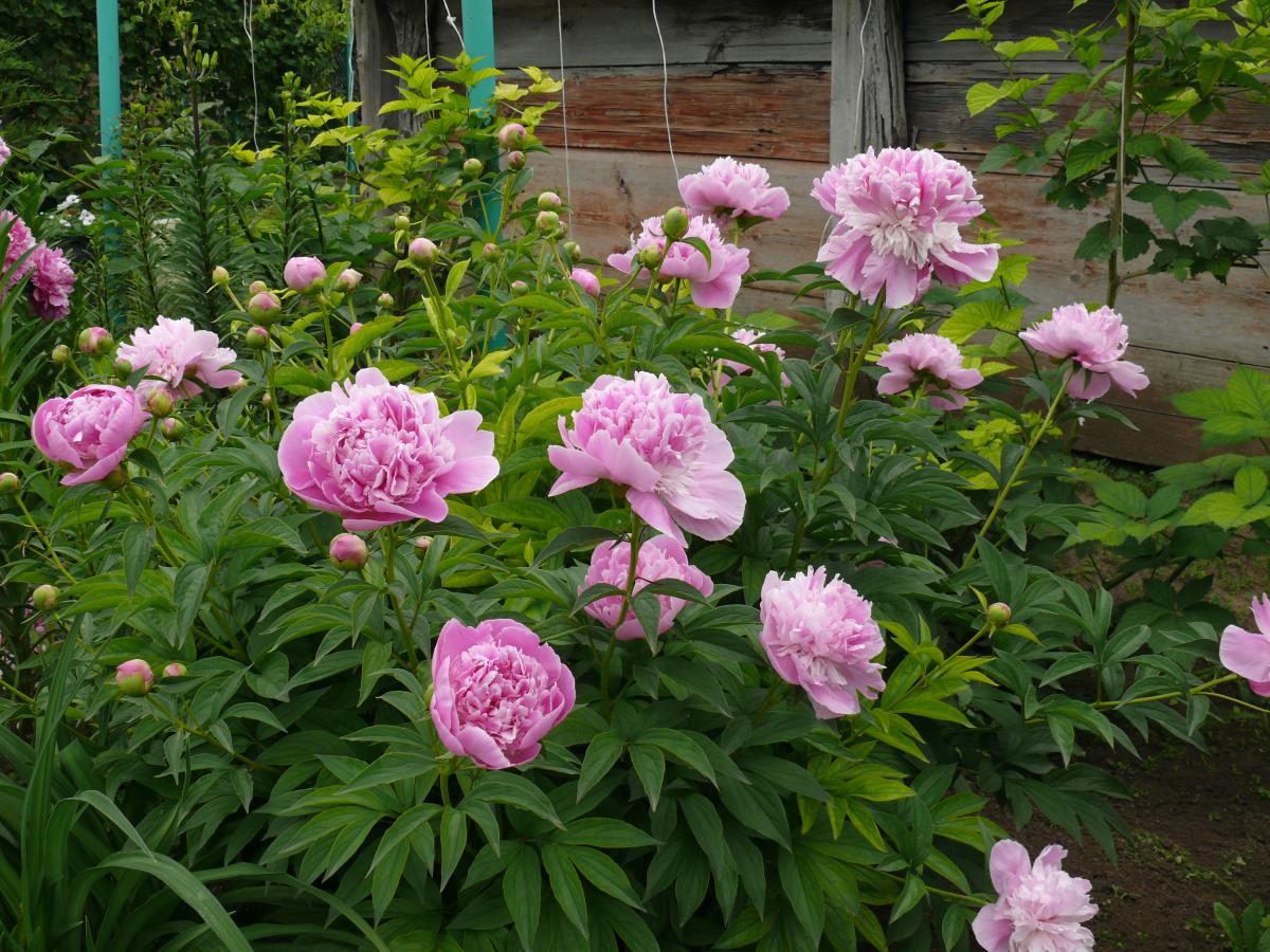 P1270250.JPG