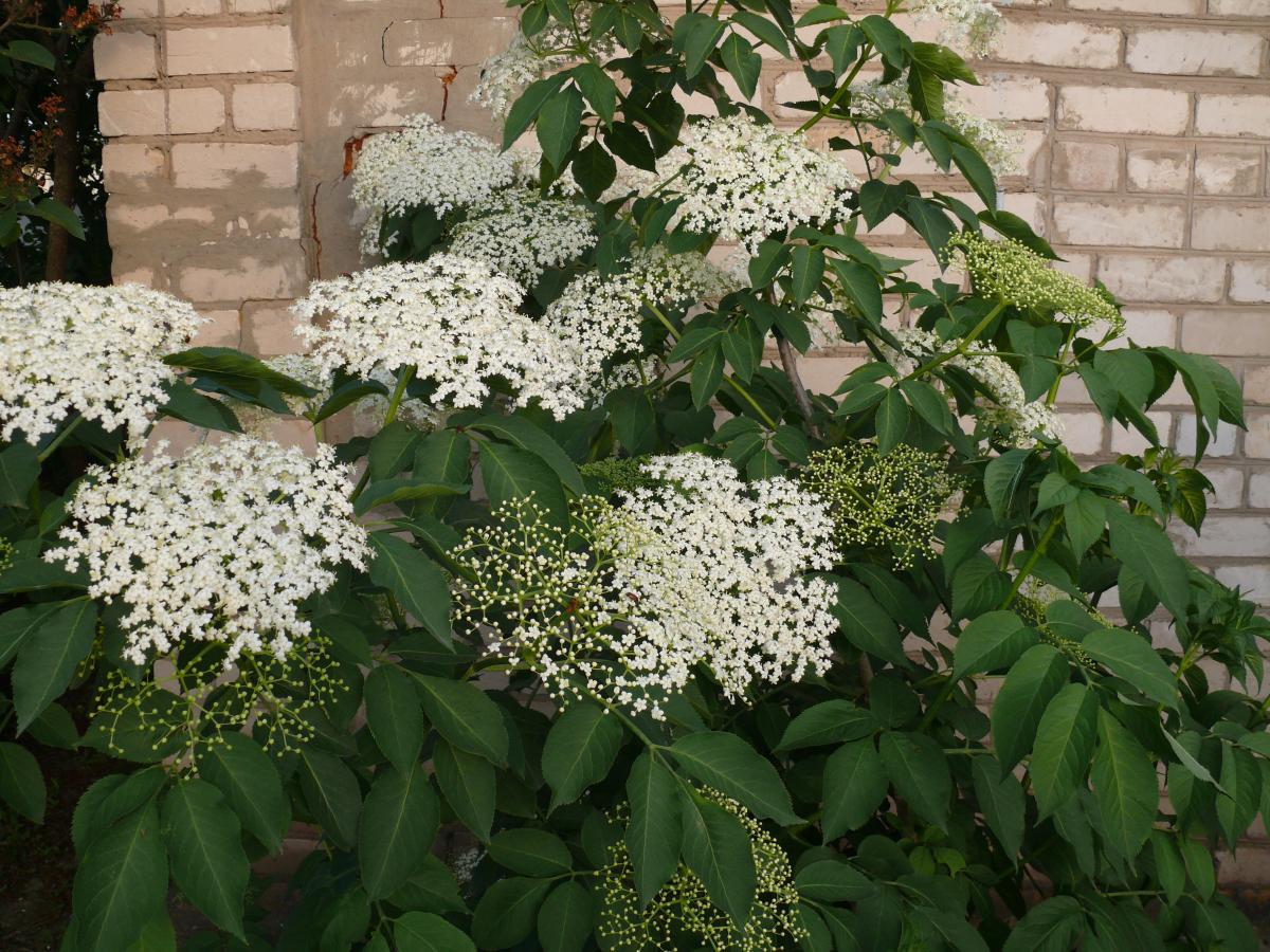 P1270143.JPG