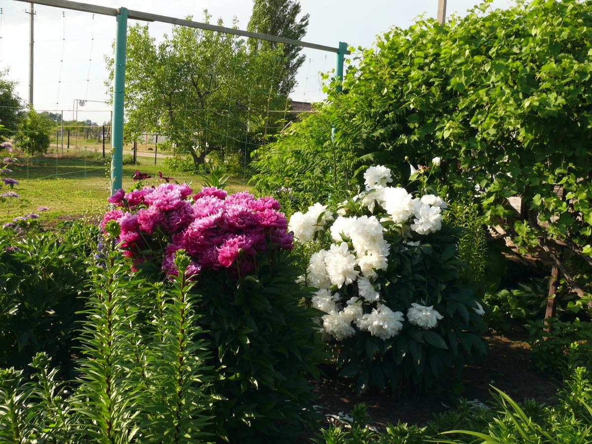 P1270176.JPG