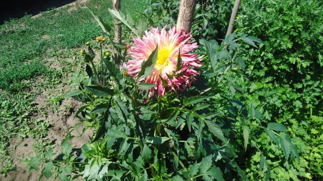 DSC01735.JPG