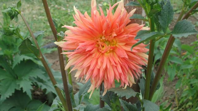 DSC01651.JPG