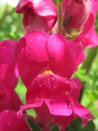 IMG_2106.JPG