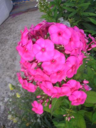 P1010054.JPG