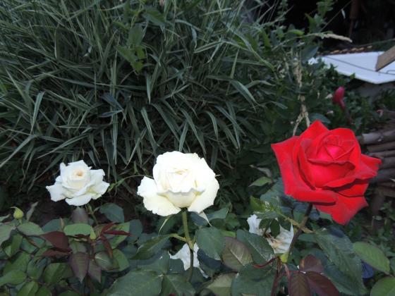 DSCN1995.JPG