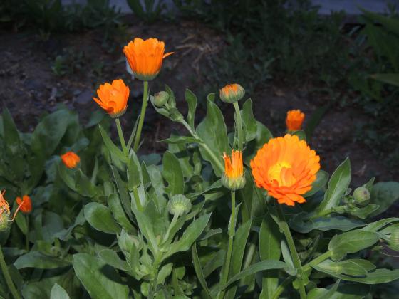 DSCN1997.JPG