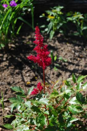 DSC_1735.JPG