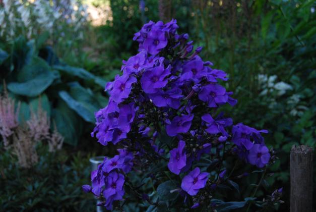DSC_1745.JPG
