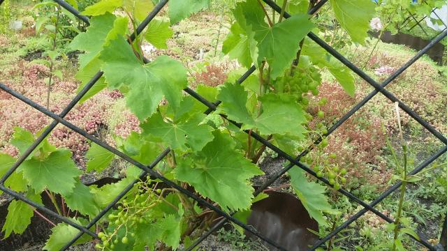 20160722_100931.jpg
