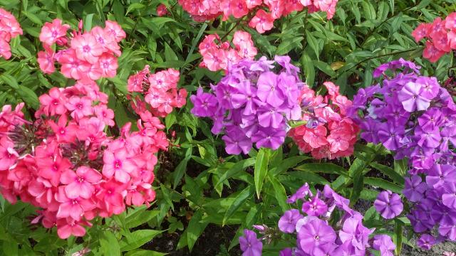 20160722_101234.jpg