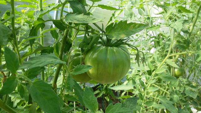 20160730_145957.jpg