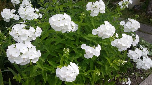 20160722_102151.jpg