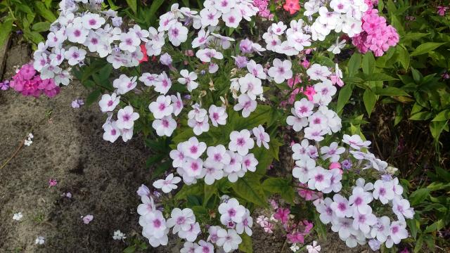 20160722_101254.jpg