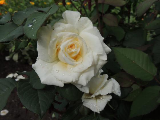 DSCN9933.JPG